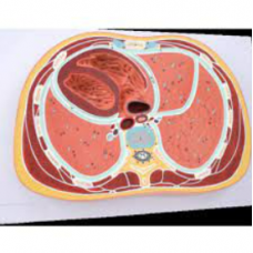 SCHEMATIC CROSS SECTION THROUGH THORAX T18